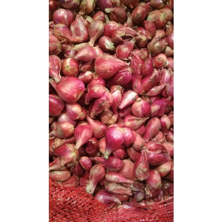 

bawang brebes