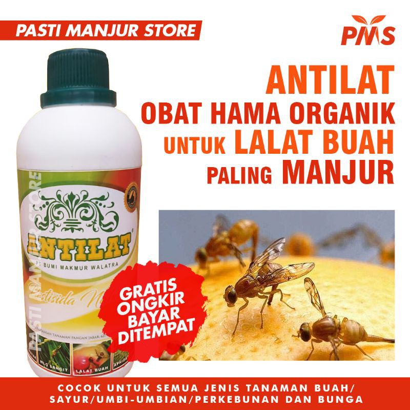 Jual Insektisida Pestisida Organik Antilat Obat Hama Semua Tanaman Pembasmi Lalat Buah Shopee 4108