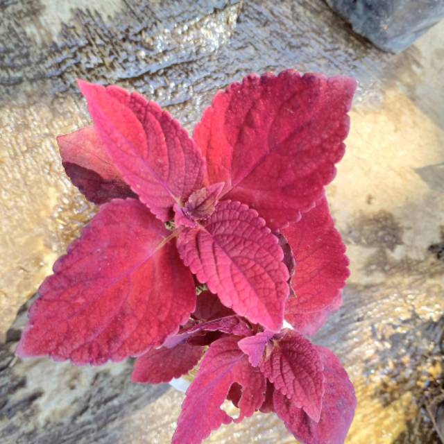 Tanaman Hias Miana Merah Sudah Berakar Usia Dewasa Daun Rimbun