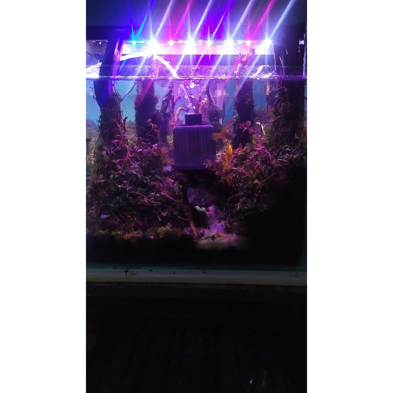 aquascape tema jungle