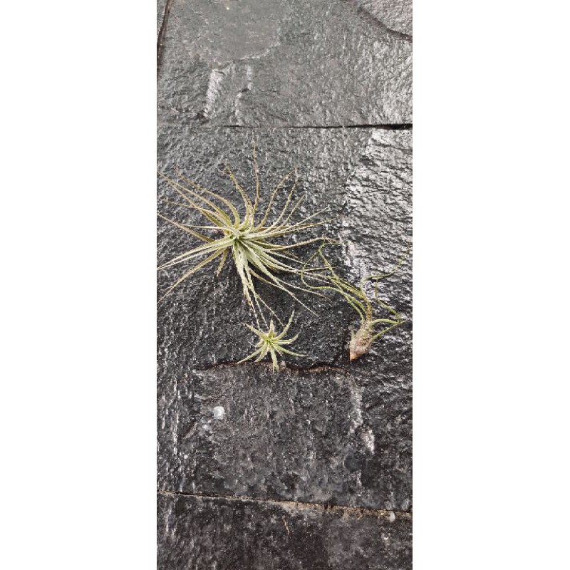 Tillandsia paket butzii, rubra, cotton