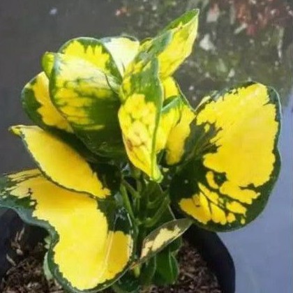 tanaman hias puring apel | puring apel murah