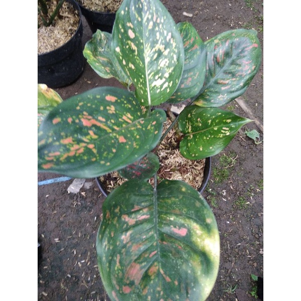 aglaonema Ruby ciangmay