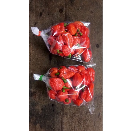 1 Biji Benih scotch bonnet-cabe super pedas