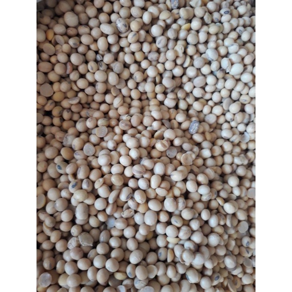 

BIJI KACANG KEDELAI 1 KG