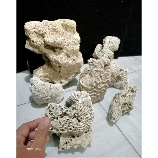 karang laut dead rock size 20 cm