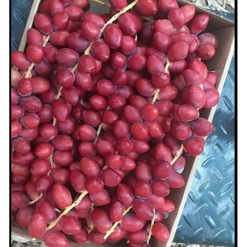 

Kurma muda segar termurah promil 250 gram