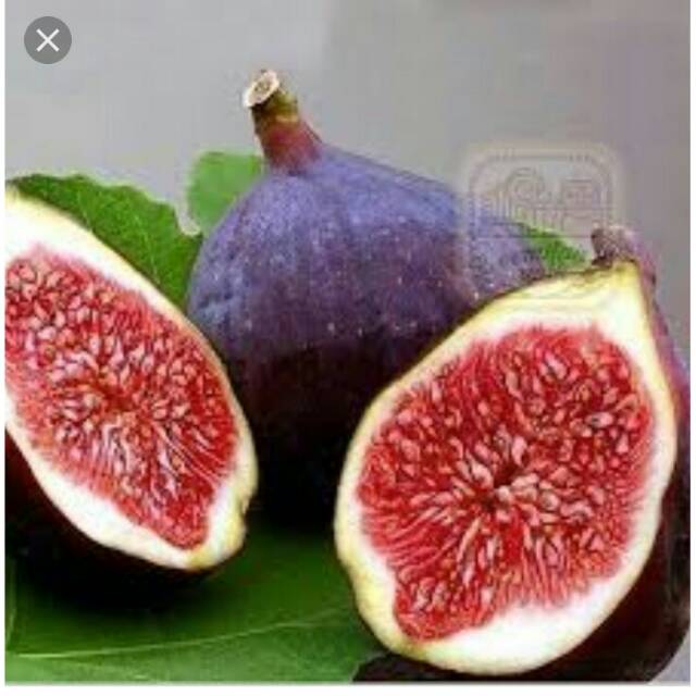 

Buah ara ( Tin )