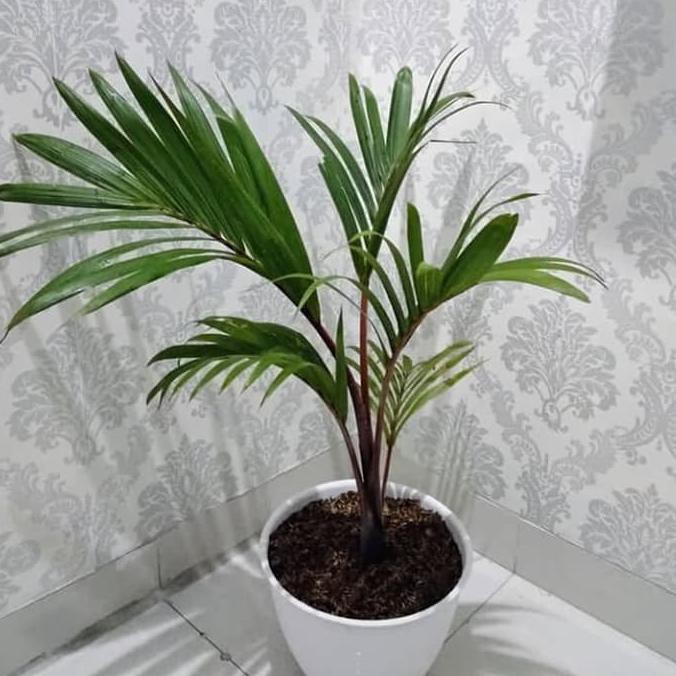 Tanaman Hias Palem Botol Mini Cantik + Pot Tawon Putih & Batu Hias