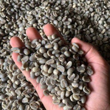 

Green Bean Kopi Arabika sidikalang Semi Wash 1 Kg