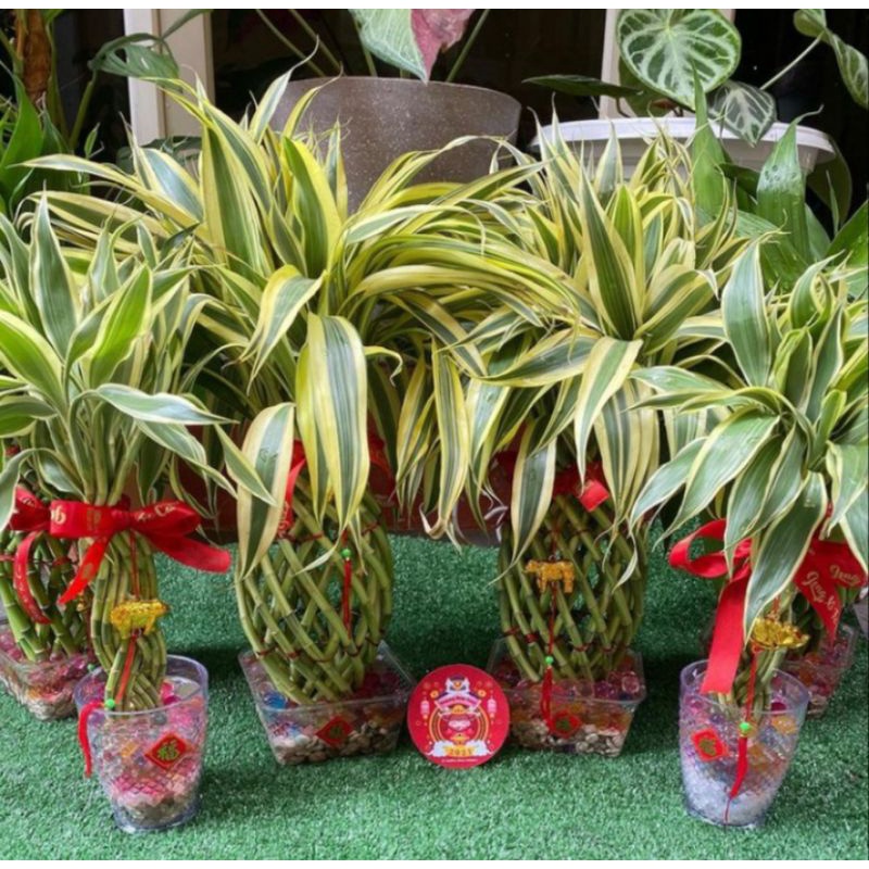 Tanaman Hias Bambu Hoki Varigata Lucky Bamboo Bambu Sri Rejeki Varigata