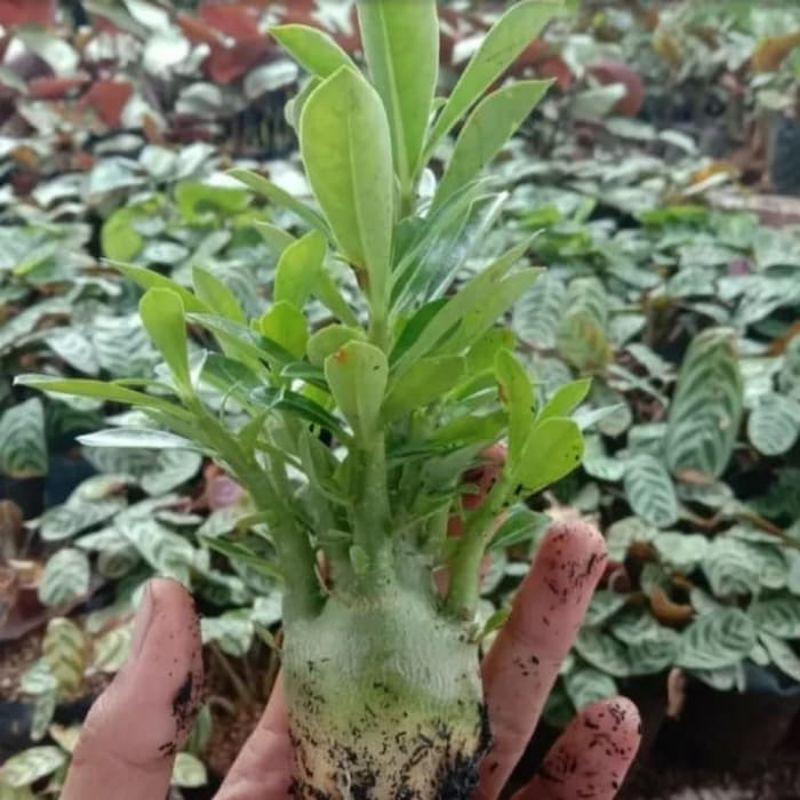 TANAMAN HIAS ADENIUM KAMBOJA JEPANG BUNGA TUMPUK// 3 WARNA