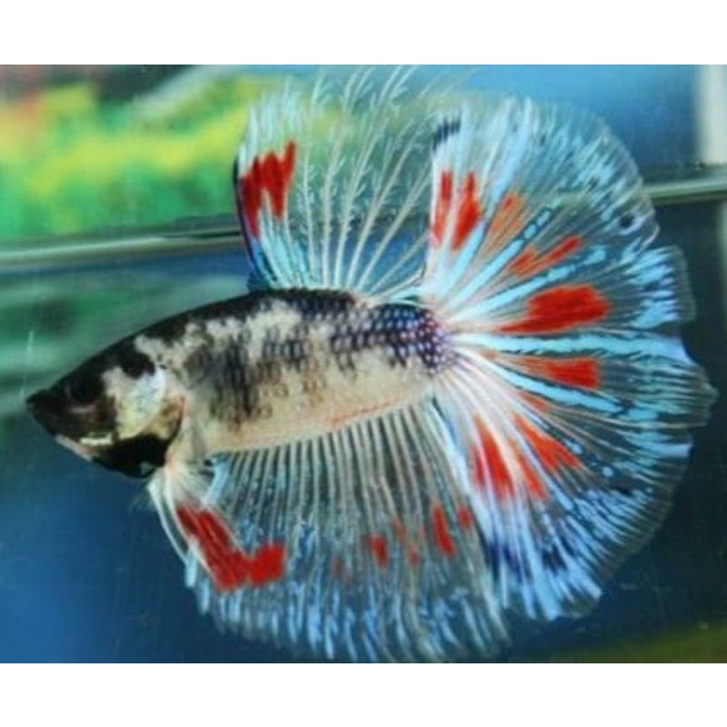 hm galaksi fanci multi bahanan