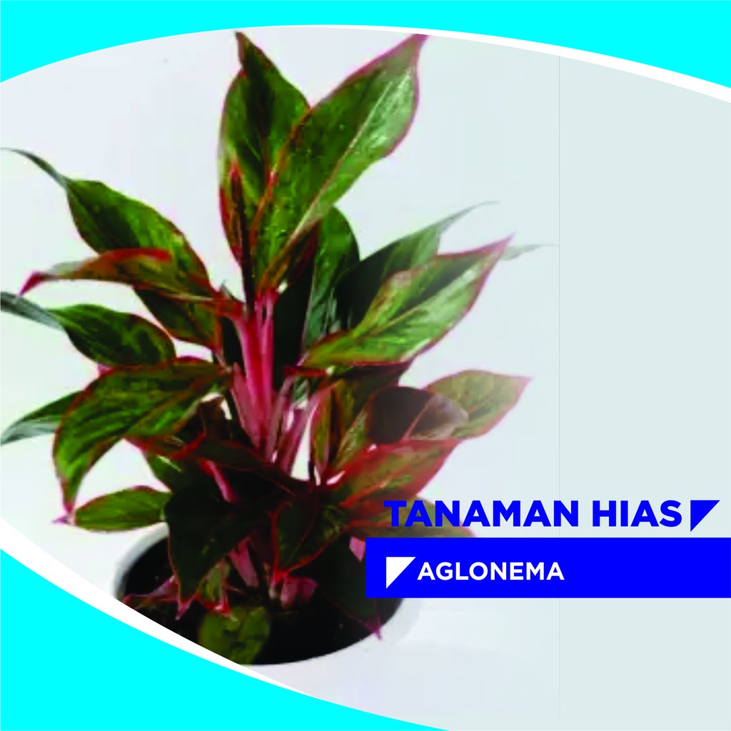 Aglaonema butterfly daun merah Tanaman hias indoor