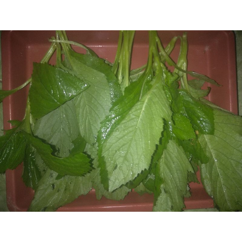

lalaban sintrong 250gr