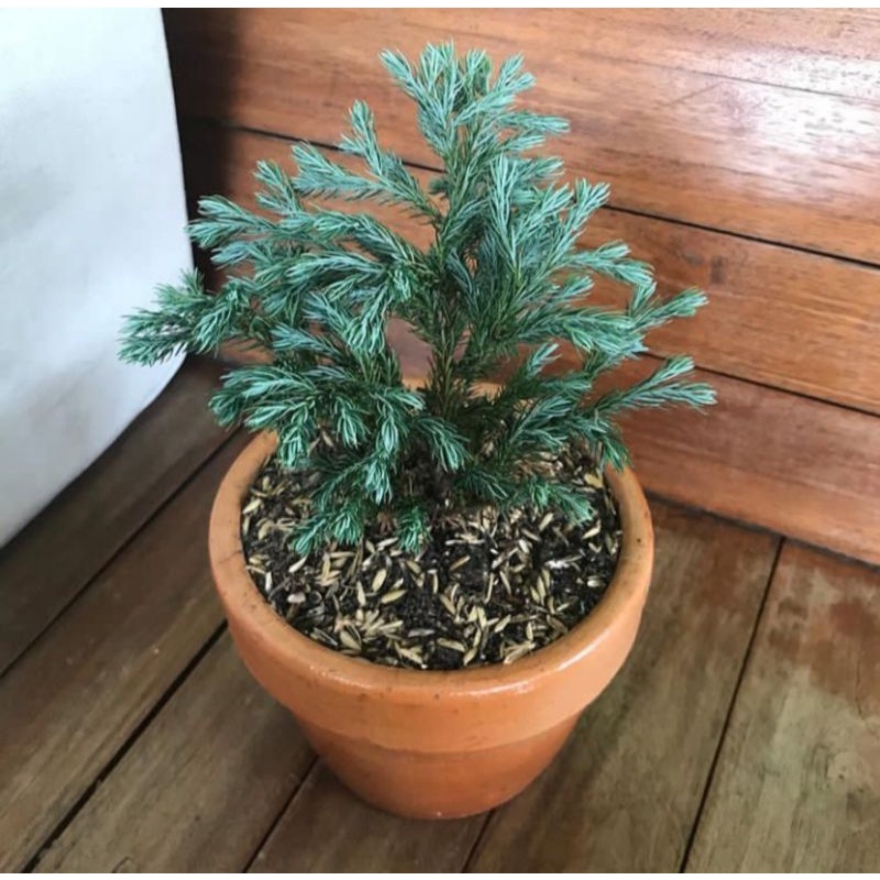 tanaman Cemara perak/pohon Cemara perak/tanaman hias Cemara perak