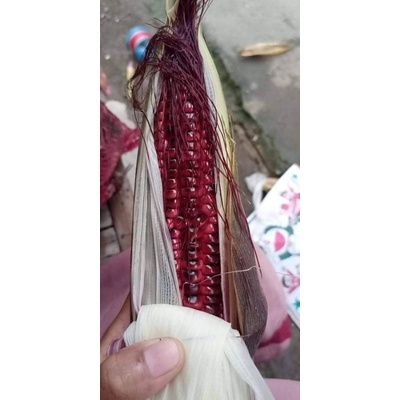 jagung ketan asli,  warna ungu dan putih