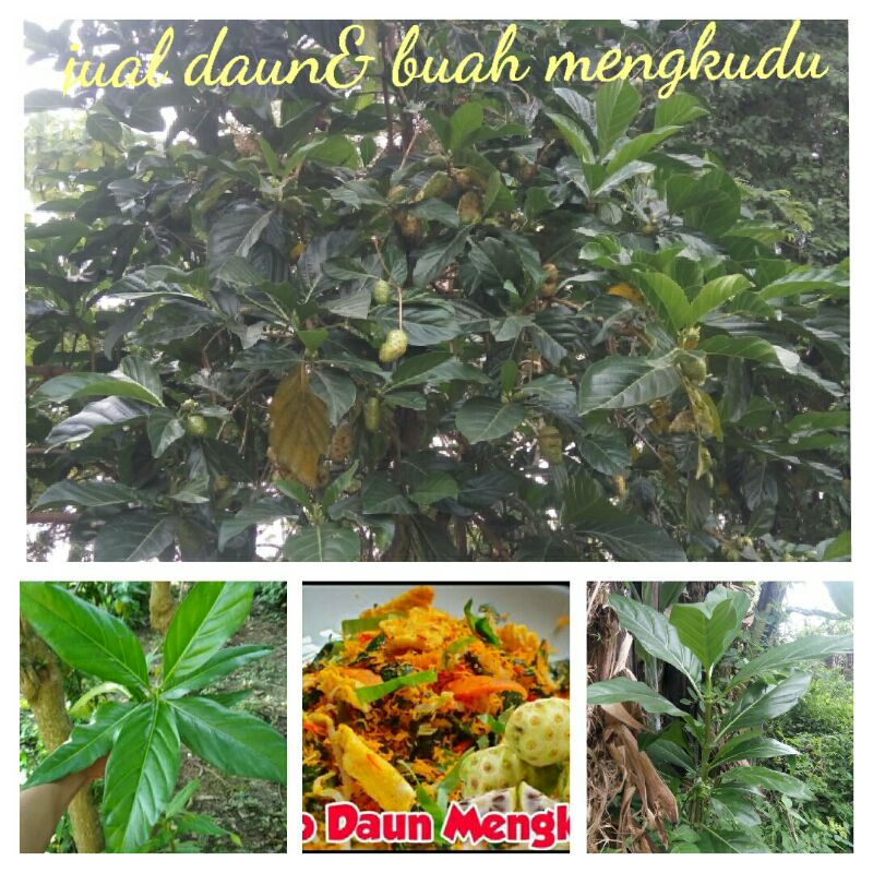 

Daun Mengkudu segar 100gr(+-12lembar)