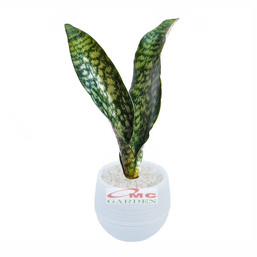 Lidah Mertua Sansevieria Sansivera Sansiviera Sansiviera Sensiviera Futura Hijau Tua Zebra 2030