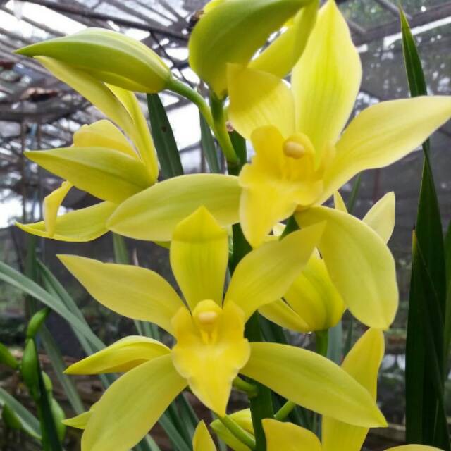 Anggrek tanah Golden Boy Cymbidium