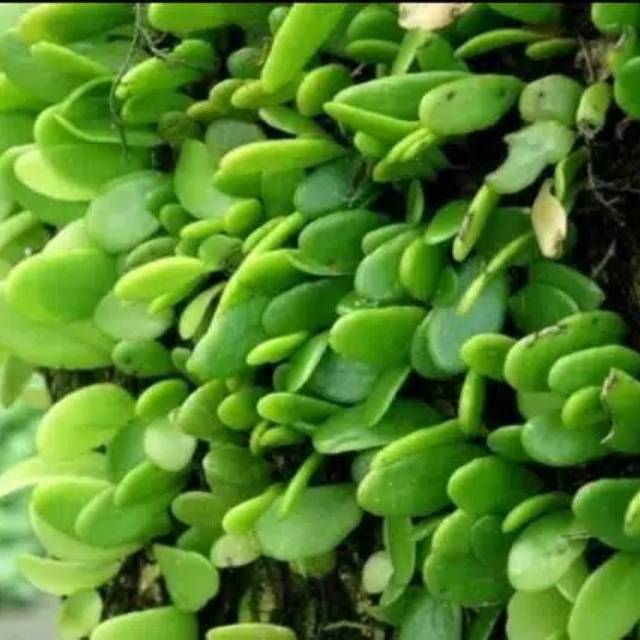 

Daun Picisan Sisik Naga Pres 1000 Gram