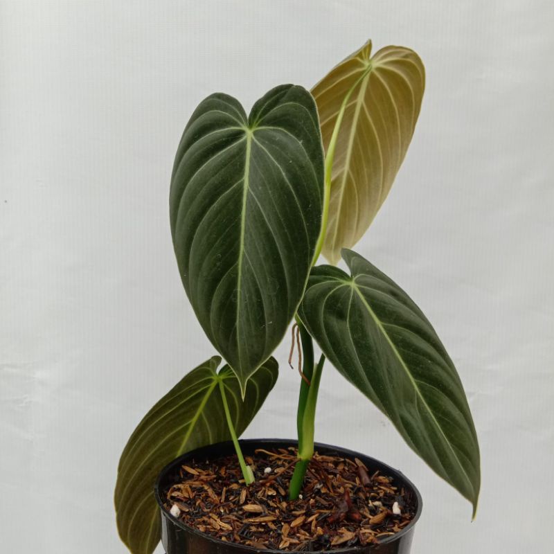 Philodendron Melanochrysum