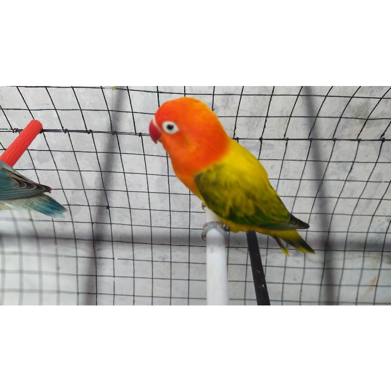 Burung Lovebird Biola Euwing Gold Wajib Via Ojol