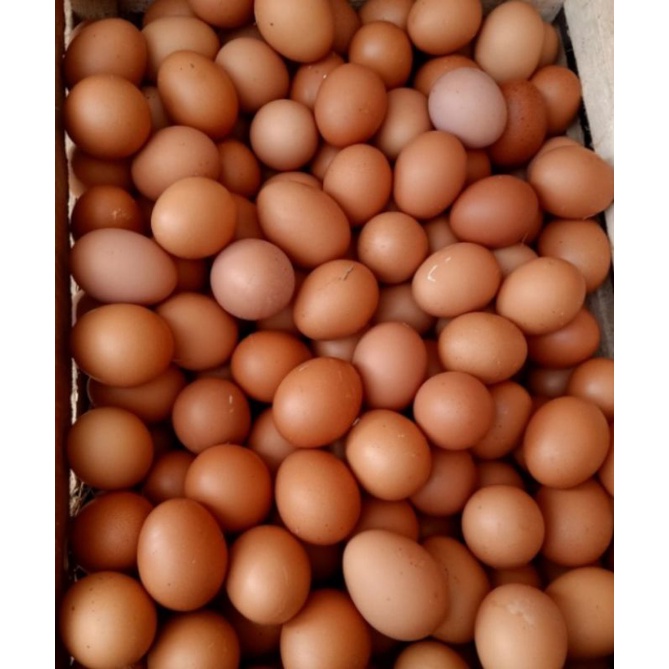 

telur ayam 1 kg