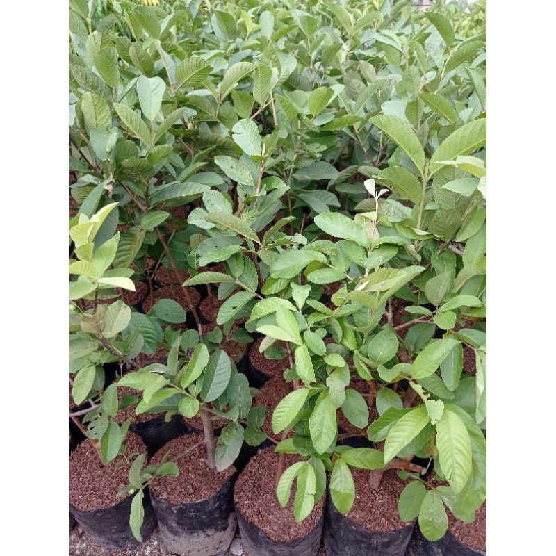 Jambu Batu Kristal, Tanaman Jambu Batu Kristal, Pohon Jambu kristal