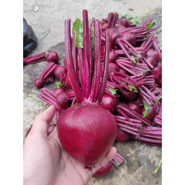 

BUAH BIT/BEETROOT 1KG TERMURAH