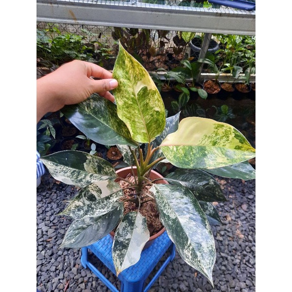 aglaonema siam jade aglonema variegata big size tanaman hias