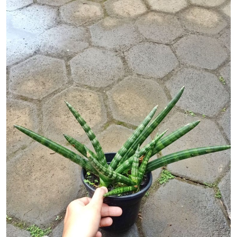 sansevieria boncel
