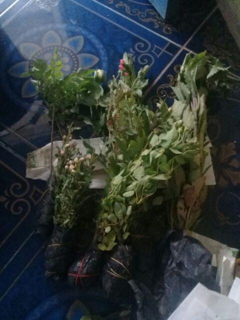 Tanaman Hias Bunga Dahlia Merah
