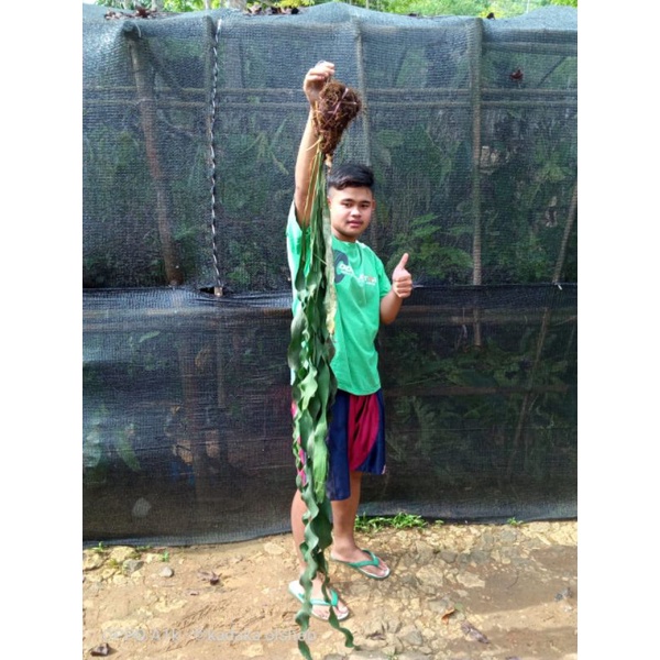 COD # KADAKA RUMPAI DASI PANJANG DAN JUMBO TANANAMAN HIAS LANGKA DAN MURAH