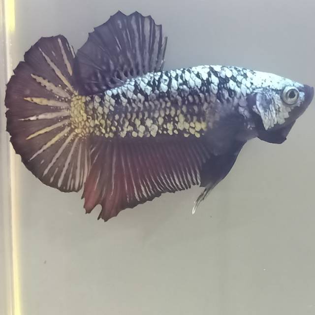 Ikan Cupang Avatar