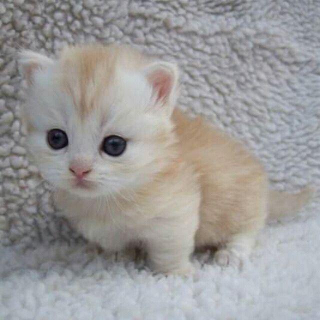 Gamis Batik Hanifah By Shafeeya (gamis Only)