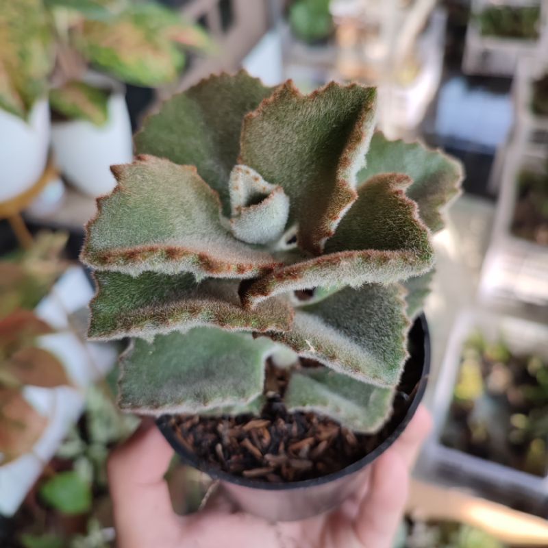 Kalanchoe behariensis 'Rose Leaf'/Kalanchoe