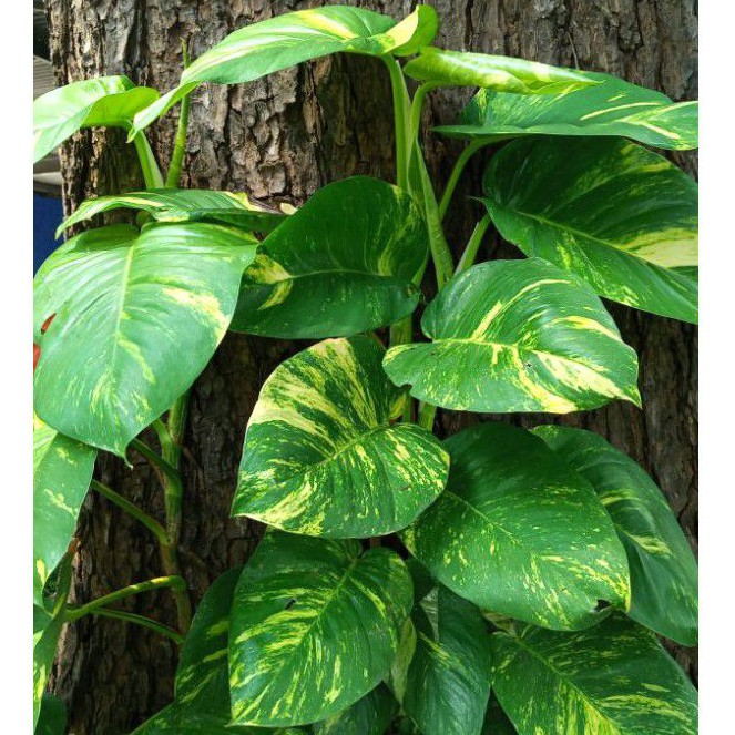 Tanaman hias Sirih Gading Jumbo/BIG SIZE sirih gading var hijau kuning/tanaman rambat/Sirih Gading J