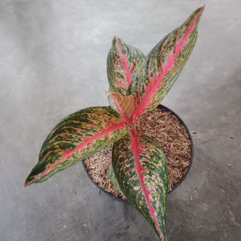 bibit aglonema hot flaming lady aglonema hot flaming