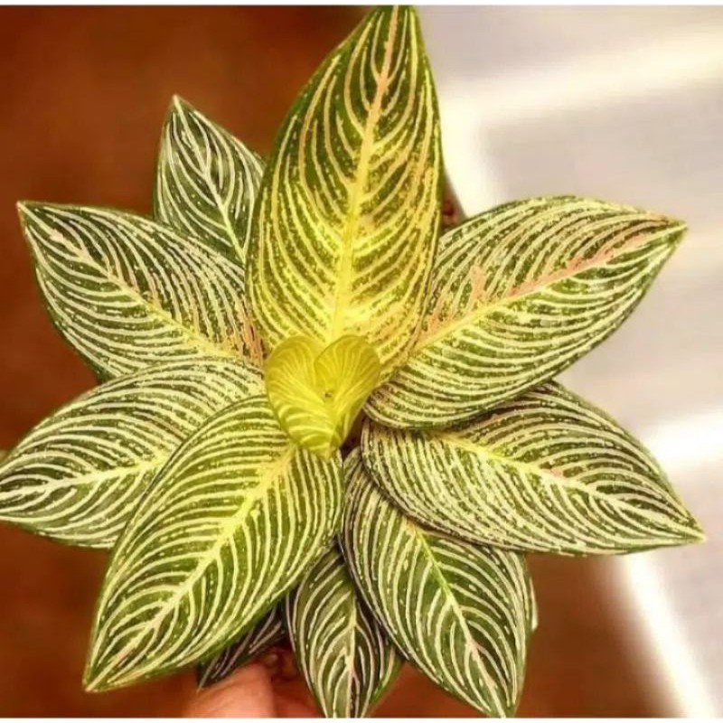 Bonggol Aglonema Golden hope