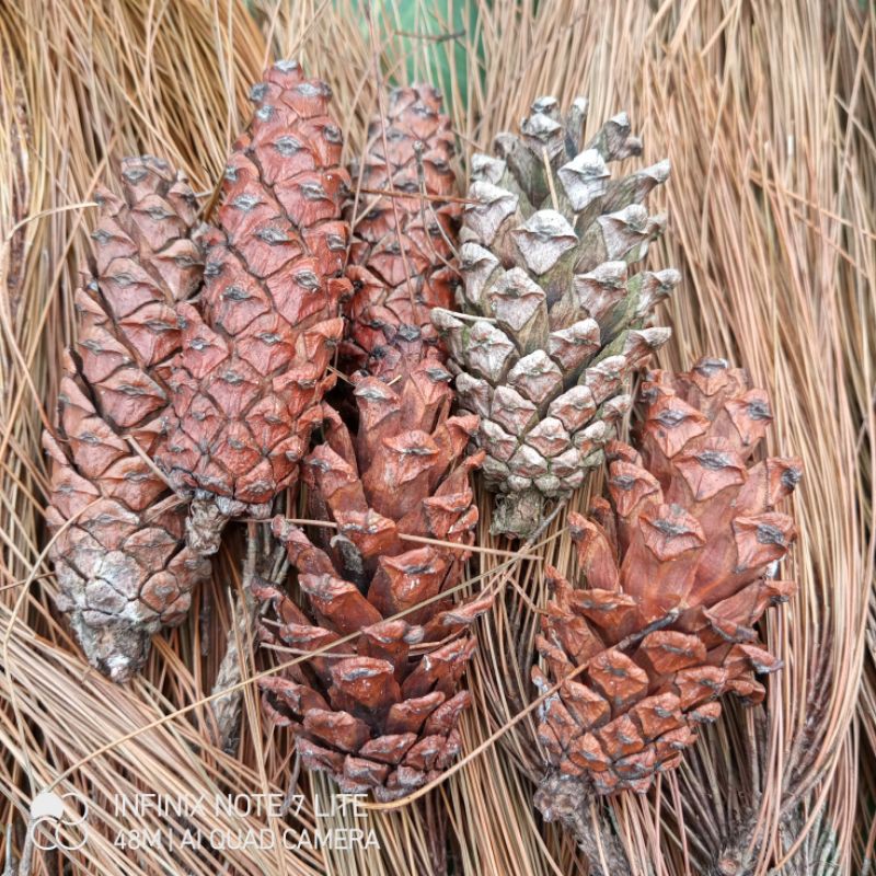 

buah Pinus kering berkualitas per 10 biji