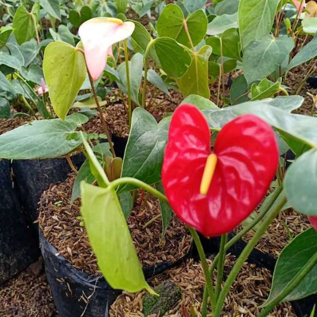 Anthurium mini