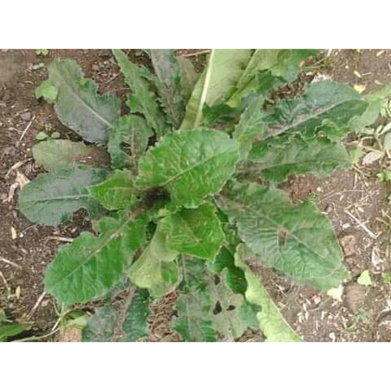 

Daun tapak liman segar