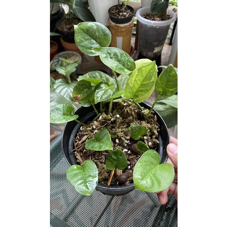 epipremnum njoy yellow