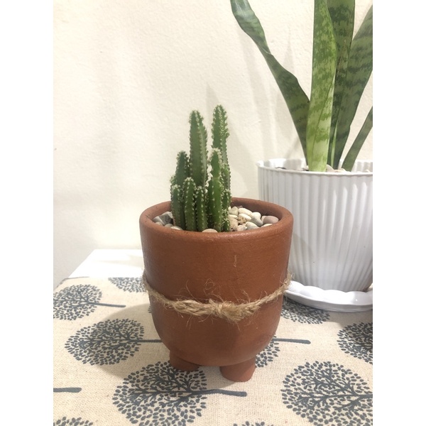 kaktus mini dalam pot terakota gerabah tanah liat