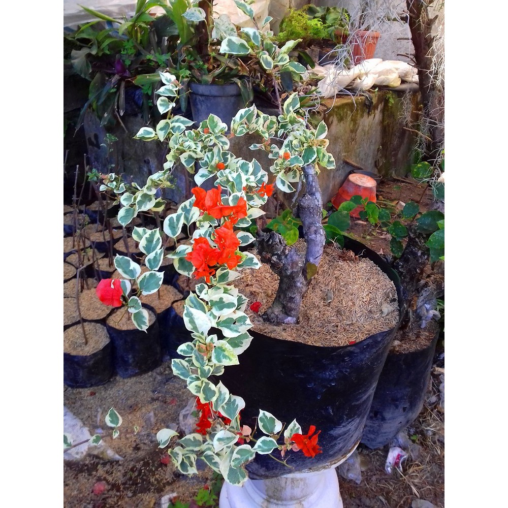 Tanaman Bougenville Singapore Varigata