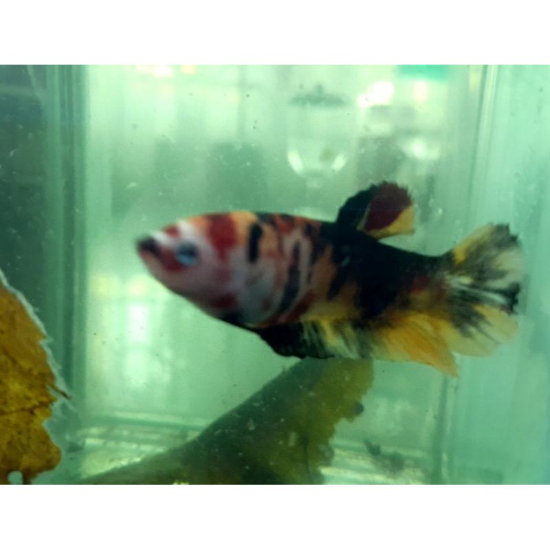 Cupang Betina Giant Nemo