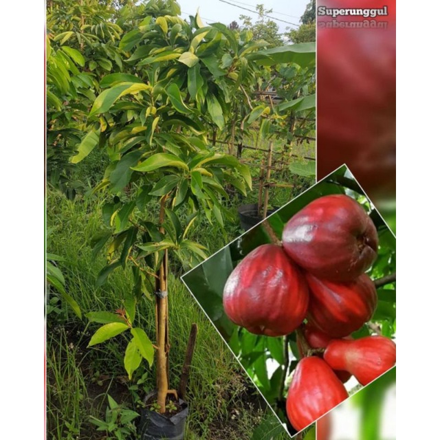 Bibit jambu jamaica terlaris