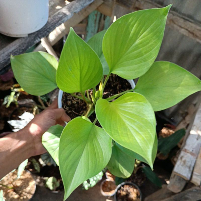 homalomena oculta(,golden)