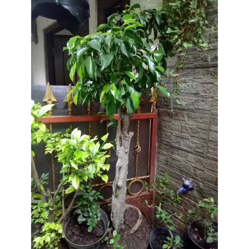 Bonsai beringin iprik ficus